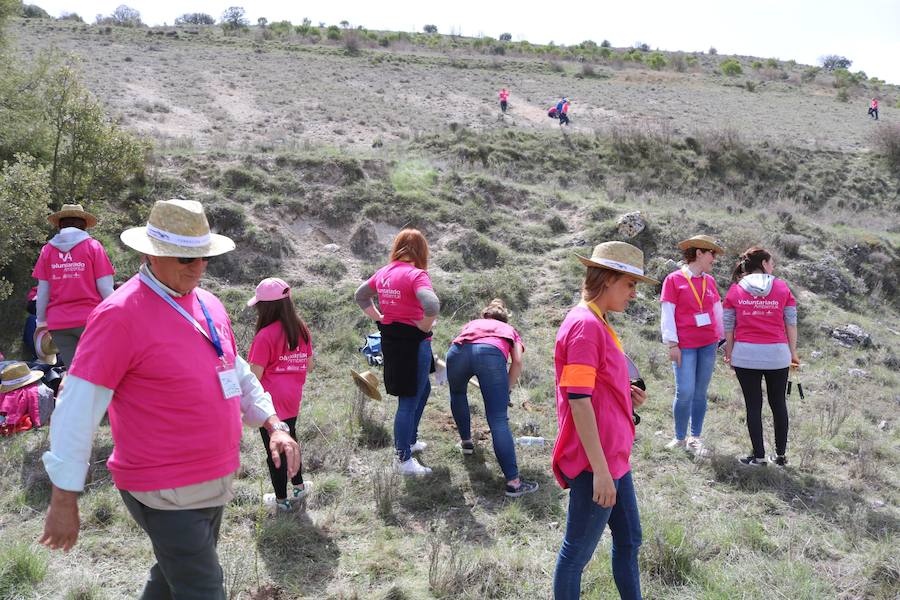 Fotos: Jornada de reforestación en Cevico Navero