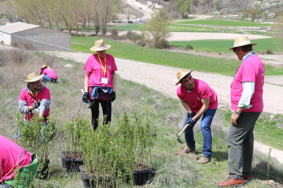 Fotos: Jornada de reforestación en Cevico Navero
