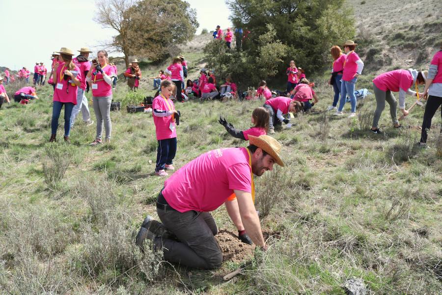 Fotos: Jornada de reforestación en Cevico Navero