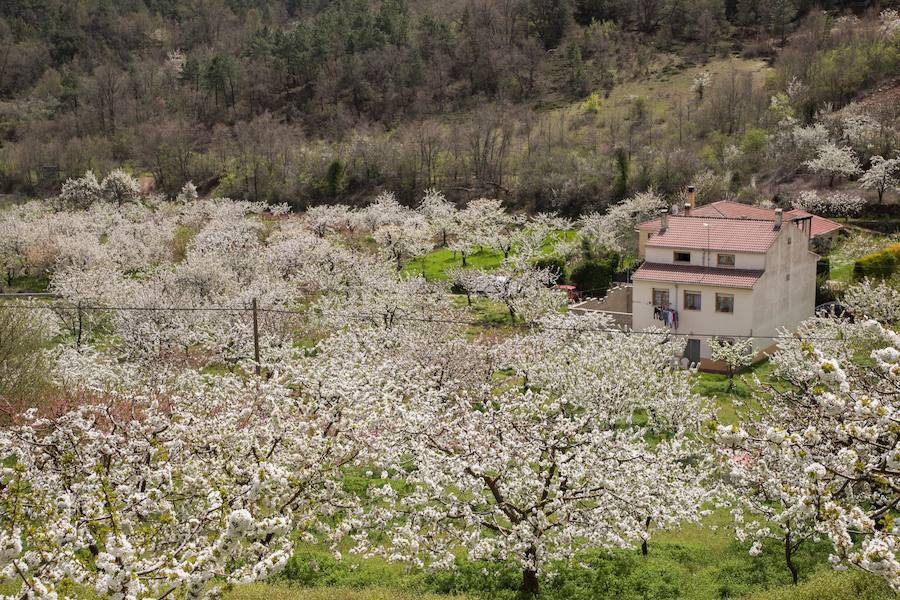 Fotos: Floración de Las Caderechas