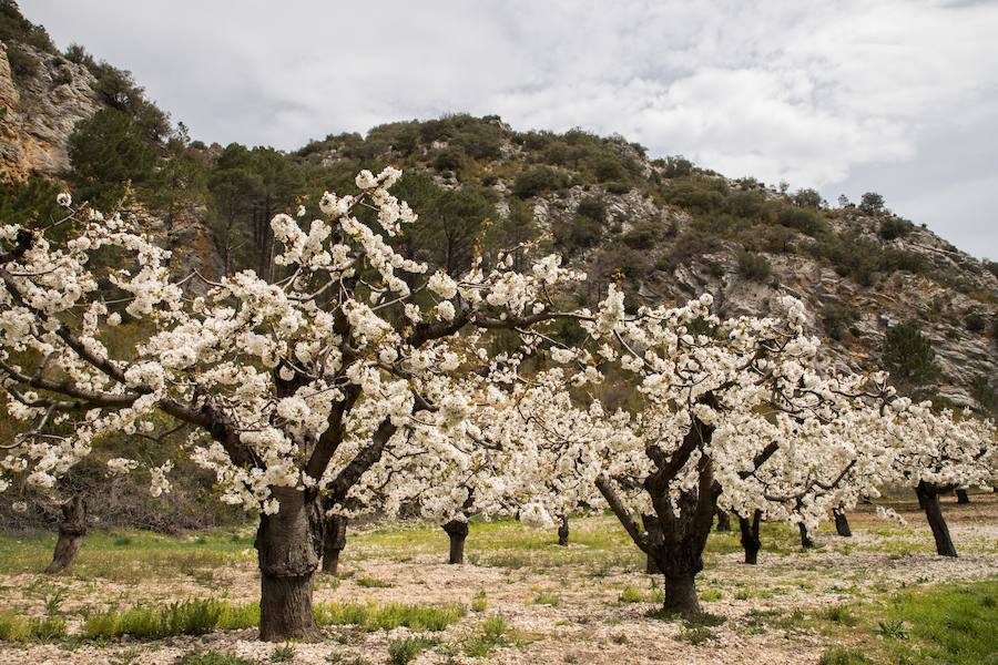 Fotos: Floración de Las Caderechas