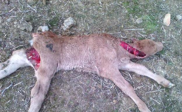 Último ataque de lobo a una ganadería de San Martín de la Vega del Alberche (Ávila) este fin de semana.