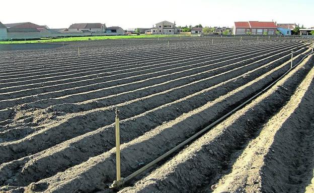 Campos de cultivo de regadío en el término de Gomezserracín. 