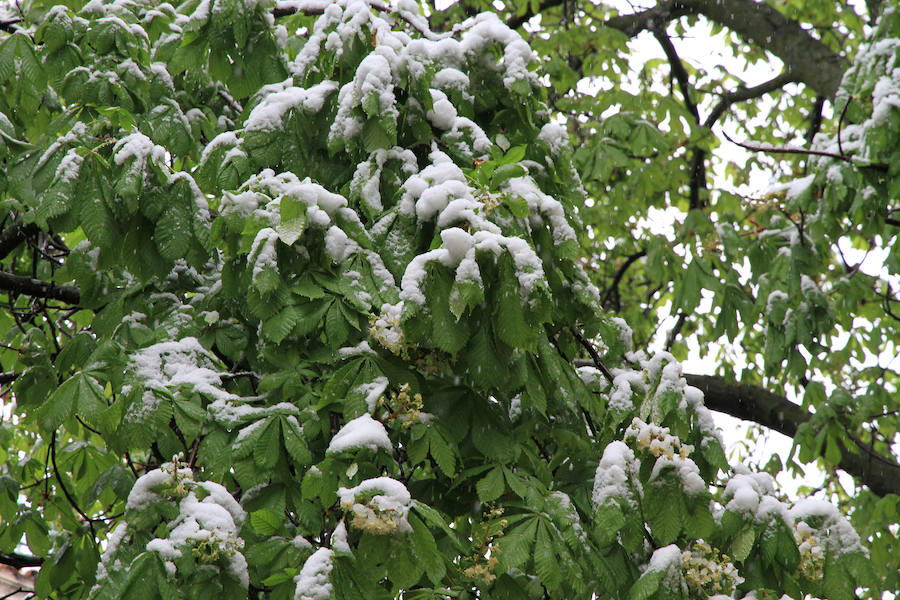 Fotos: Vuelve la nieve a Segovia