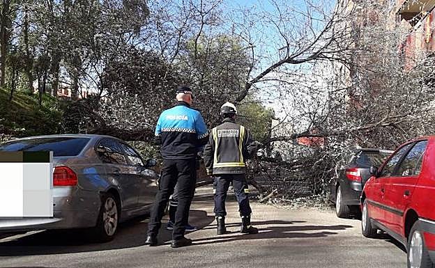 Árbol caído en la calle Urano.