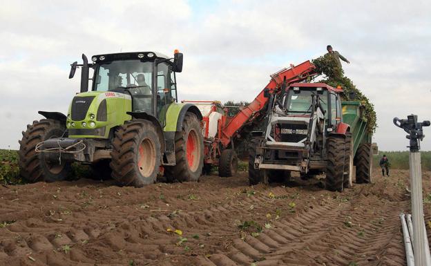 Dos tractores trabajan en la recolección de planta de fresa en una explotación de Segovia.