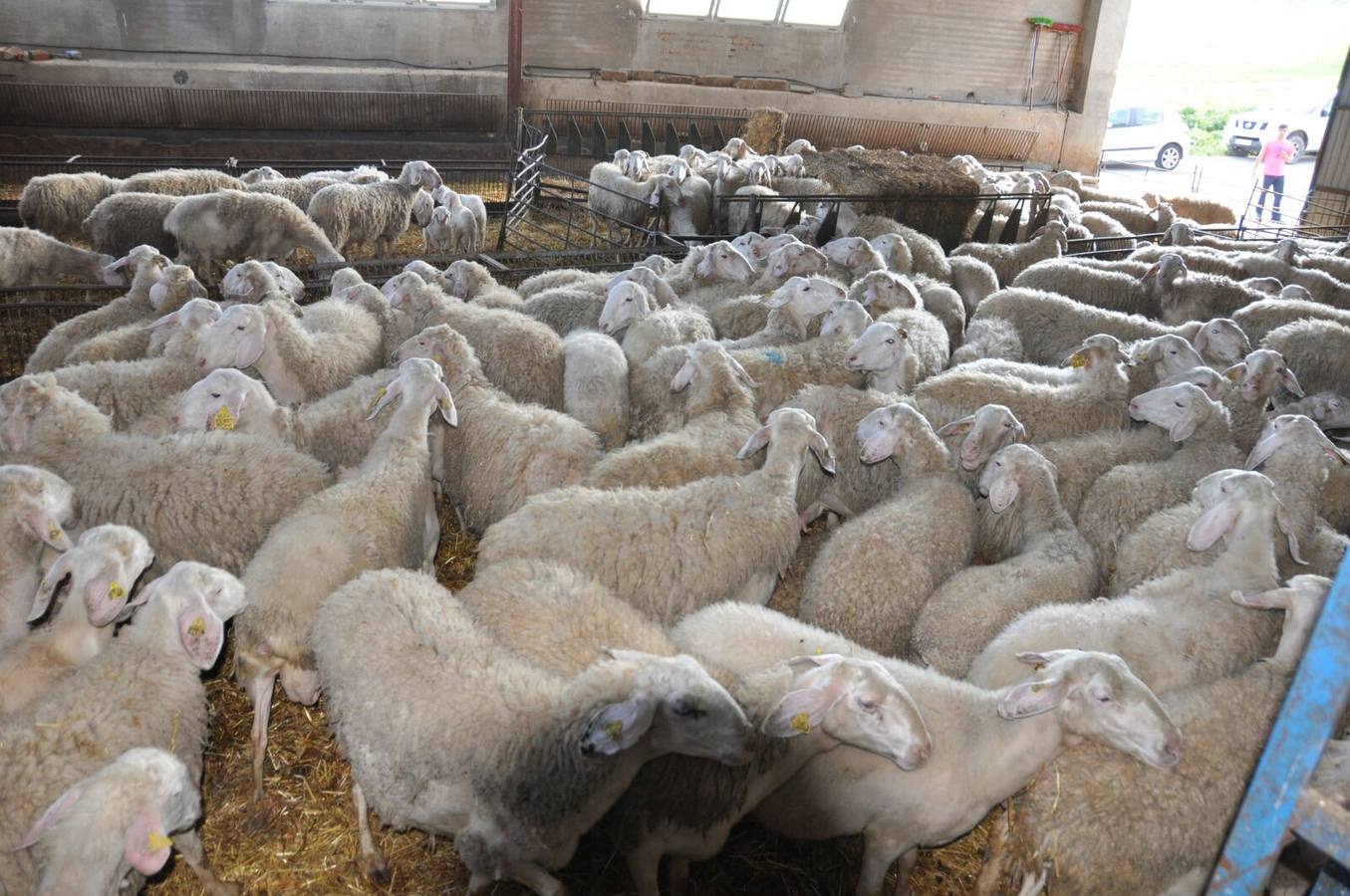 Fotos: II Fiesta del Pincho de Lechazo Autóctono de Robladillo