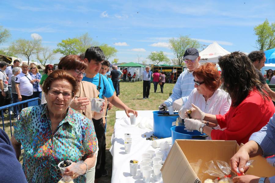 Fotos: Baltanás disfruta de la fiesta de San Gregorio