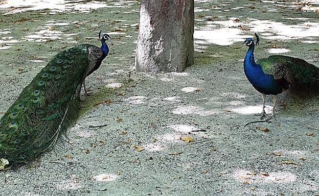 Los pavos reales del Campo Grande también 'libran' en festivo