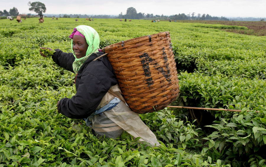 Agricultores recogen hojas de té en los campos de Nayayo (Kenia). 