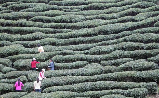 Campo de té en China. 