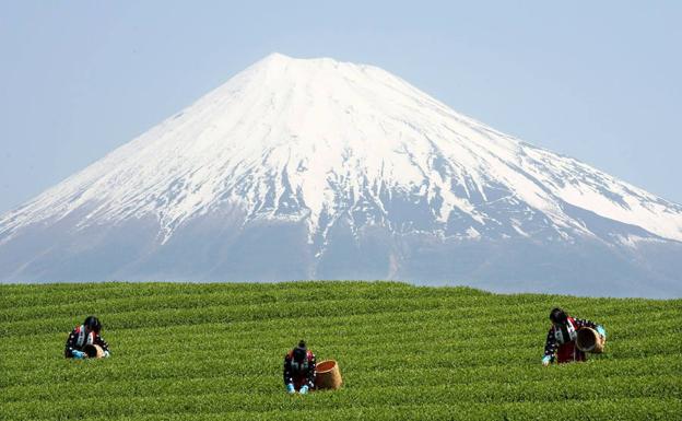 Campo de té en Japón con el monte Fuji de fondo.