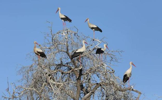 Ornitocyl, primer encuentro nacional en Castilla y León para los amantes de las aves