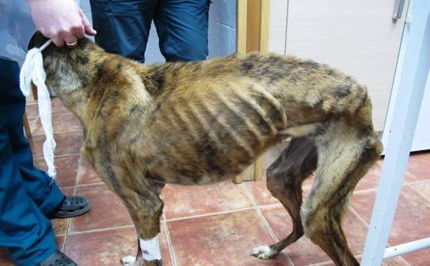 Estado de uno de los galgos. El Norte