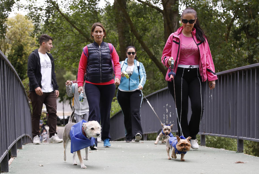 Fotos: Marcha perruna en Palencia