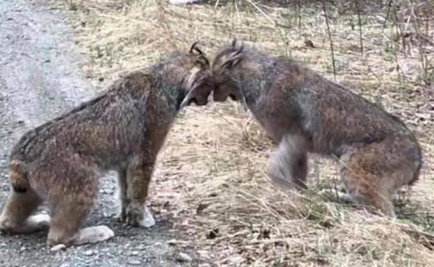 La pelea viral de dos linces