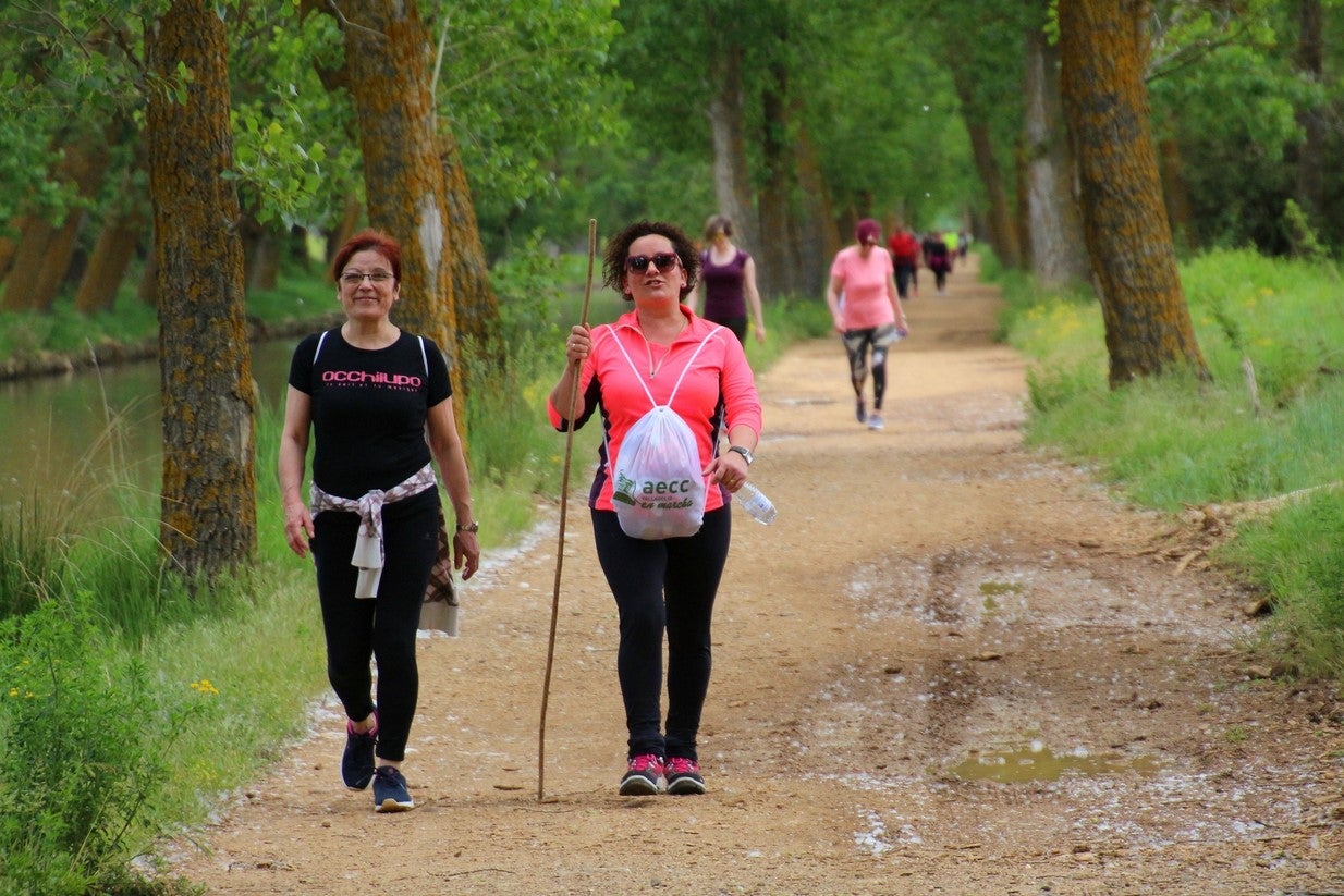 La marcha transcurrió junto al Canal de Castilla, 14 kilómetros de distancia en un recorrido de ida y vuelta por los caminos de sirga, hasta el conocido como puente de Moral