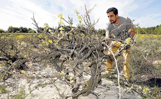Sergio Muñoz tiene por delante un duro trabajo para rescatar estas cepas que crecen a ras de suelo. 