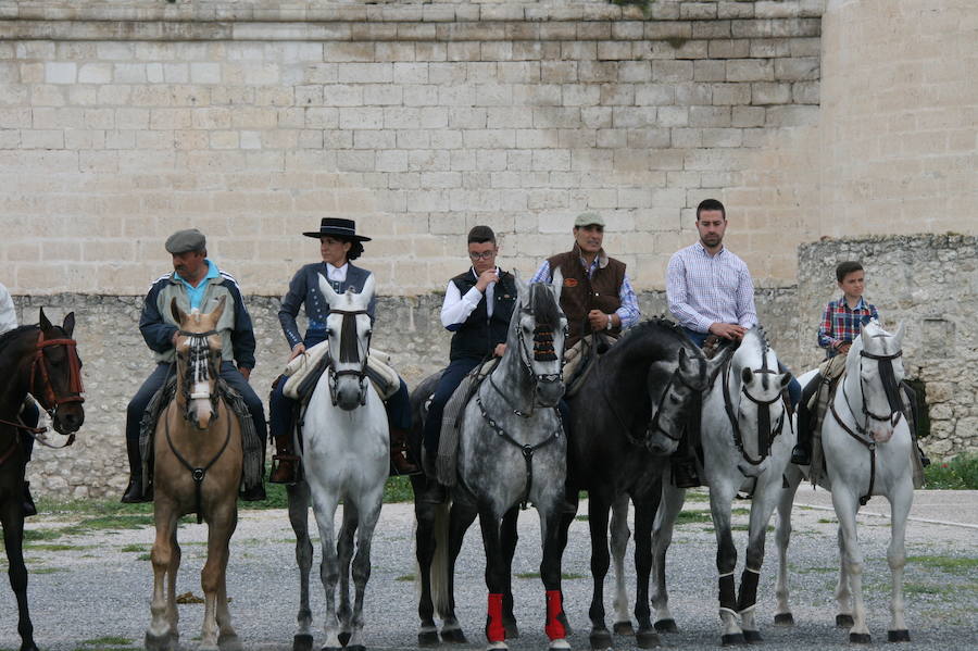 Fotos: Feria del caballo en Cuéllar