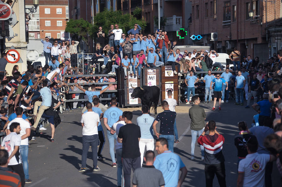 Como viene siendo habitual desde hace años, el primer fin de semana del mes de junio se convierte en una especie de fiestas patronales chicas en Medina del Campo, gracias a la suelta urbana de tres morlacos