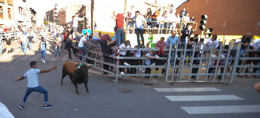 Como viene siendo habitual desde hace años, el primer fin de semana del mes de junio se convierte en una especie de fiestas patronales chicas en Medina del Campo, gracias a la suelta urbana de tres morlacos