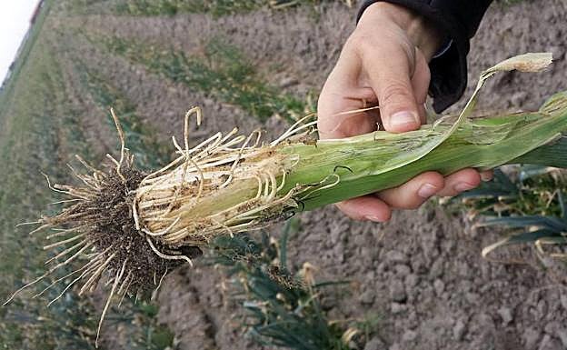 Un agricultor extrae un puerro de la tierra. 