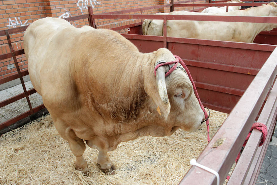 Fotos: Feria Agroganadera de Alba de Tormes