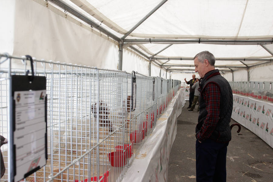 Fotos: Feria Agroganadera de Alba de Tormes