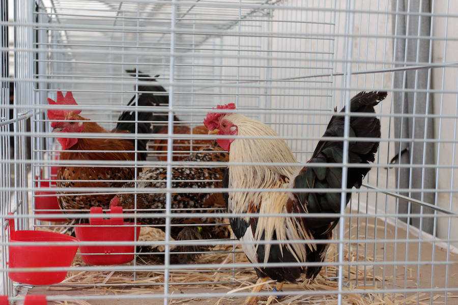 Fotos: Feria Agroganadera de Alba de Tormes