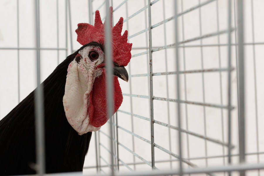 Fotos: Feria Agroganadera de Alba de Tormes