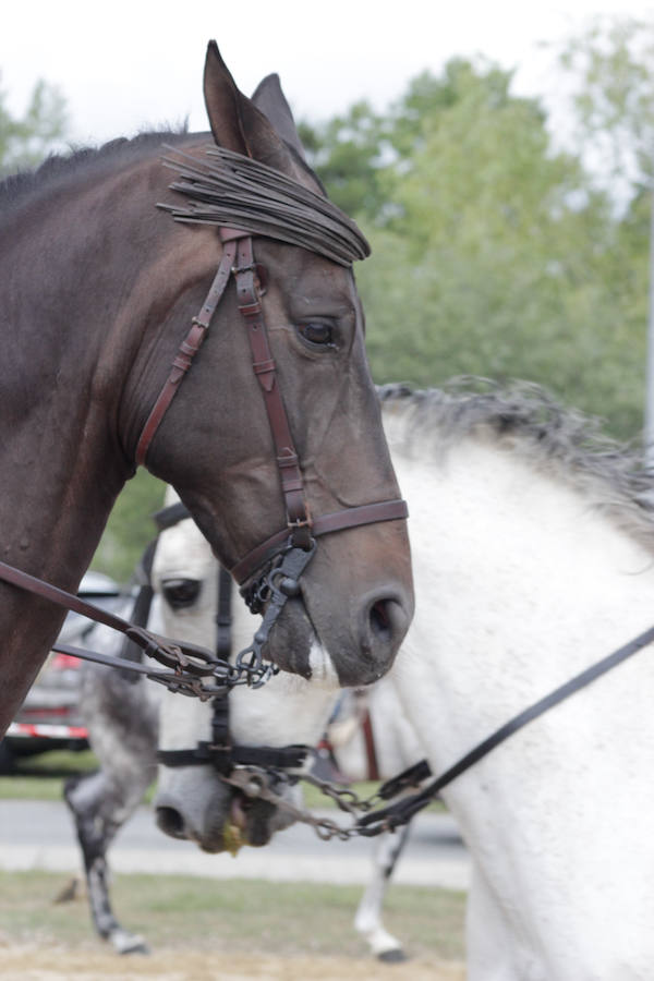 Fotos: Feria Agroganadera de Alba de Tormes