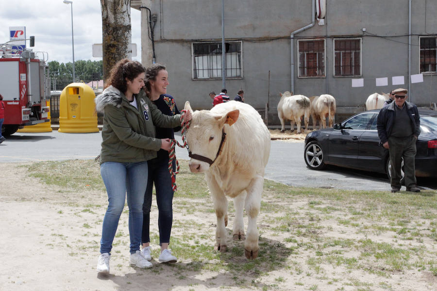 Fotos: Feria Agroganadera de Alba de Tormes