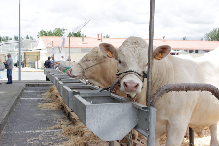 Fotos: Feria Agroganadera de Alba de Tormes