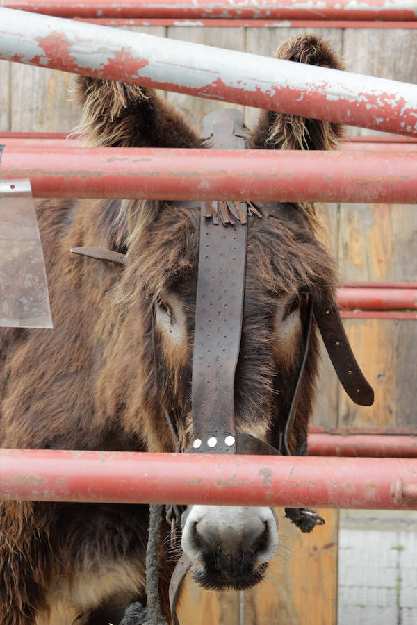 El mayor número de cabezas de ganado y de visitantes animan al alcalde a seguir apostando por un evento «que cada año ha ido a más»