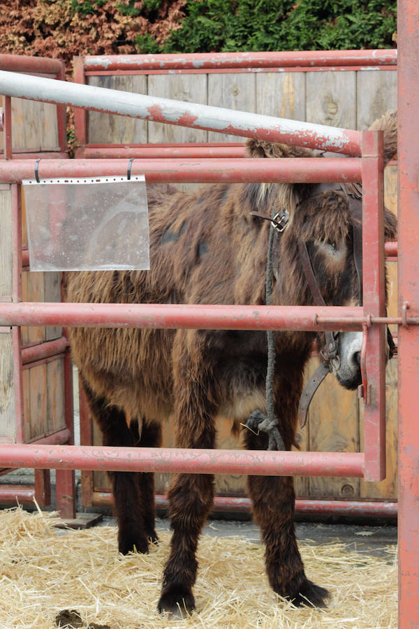 El mayor número de cabezas de ganado y de visitantes animan al alcalde a seguir apostando por un evento «que cada año ha ido a más»