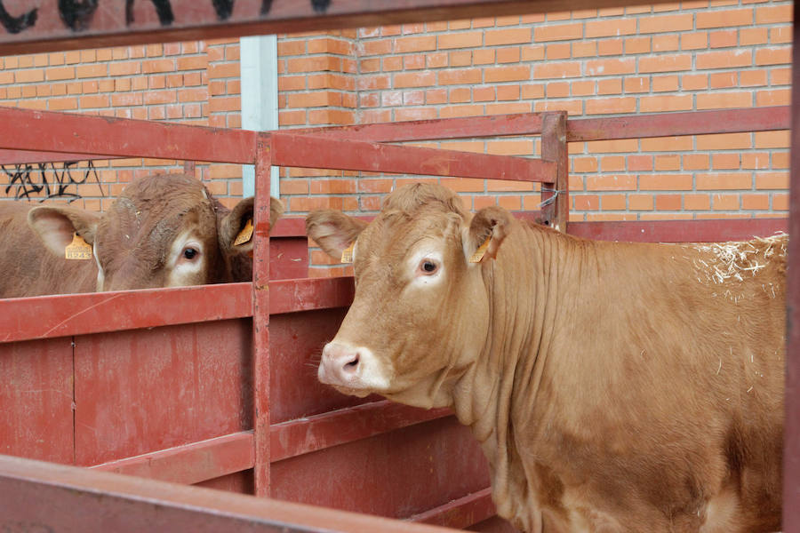 El mayor número de cabezas de ganado y de visitantes animan al alcalde a seguir apostando por un evento «que cada año ha ido a más»