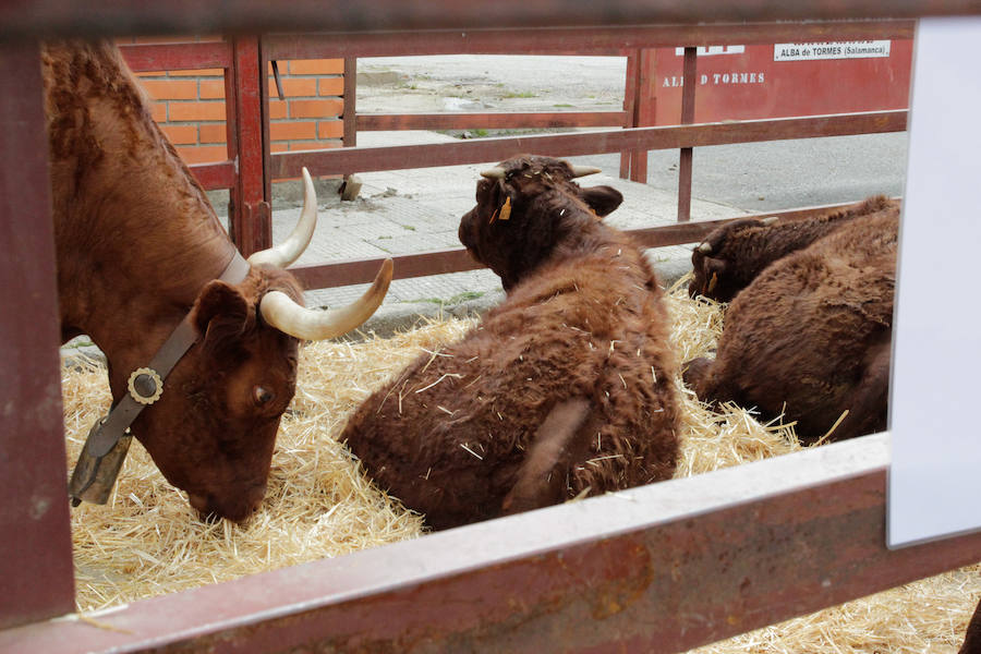 El mayor número de cabezas de ganado y de visitantes animan al alcalde a seguir apostando por un evento «que cada año ha ido a más»