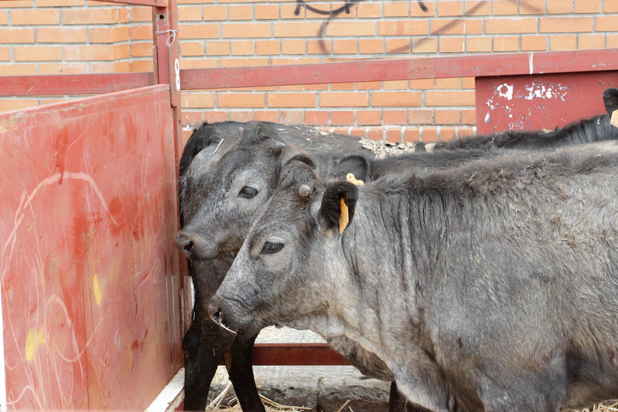 El mayor número de cabezas de ganado y de visitantes animan al alcalde a seguir apostando por un evento «que cada año ha ido a más»