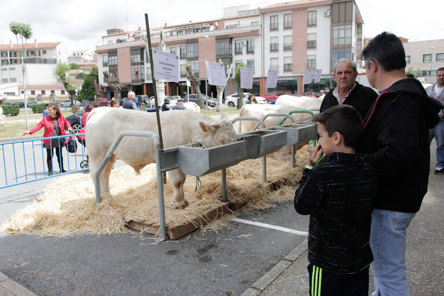 El mayor número de cabezas de ganado y de visitantes animan al alcalde a seguir apostando por un evento «que cada año ha ido a más»