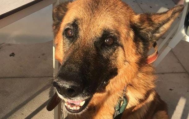 Salvan de la perrera municipal de Valladolid a un pastor alemán con diagnóstico erróneo de cáncer terminal 