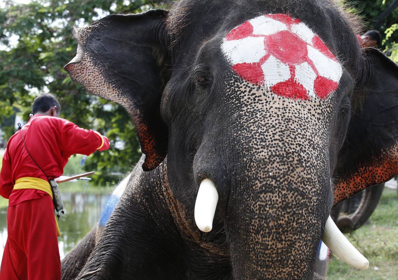 Elefantes y sus entrenadores juegan al fútbol con estudiantes durante un evento promocional de la Copa Mundial de la FIFA 2018 en una escuela en la provincia de Ayutthaya, al norte de Bangkok (Tailandia)