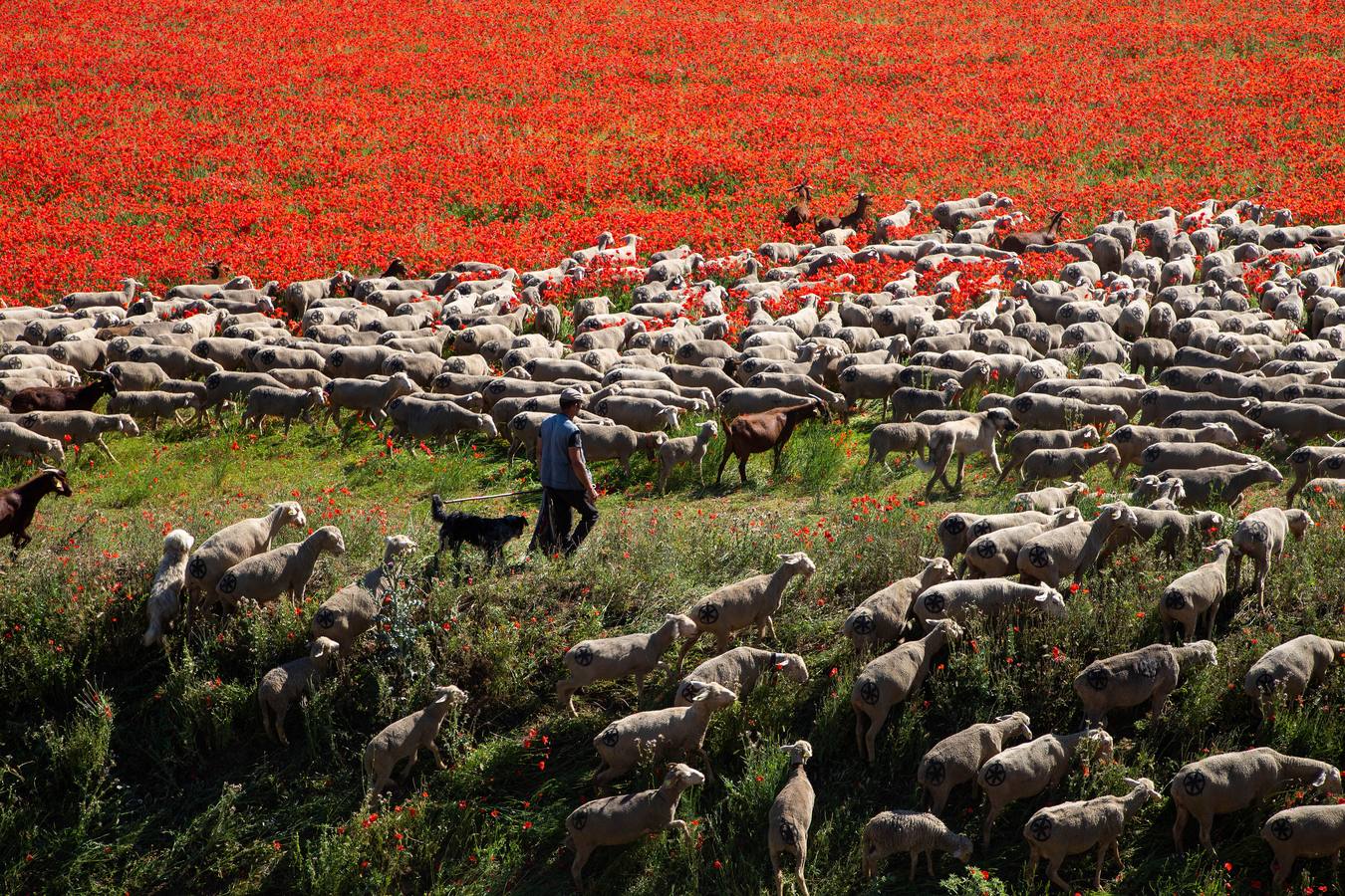 Un rebaño de 1500 ovejas que realiza la trashumancia por la Cañada Occidental y Oriental Leonesa, en su camino hacia Picos de Europa, ha pasado por la localidad vallisoletana de Rueda