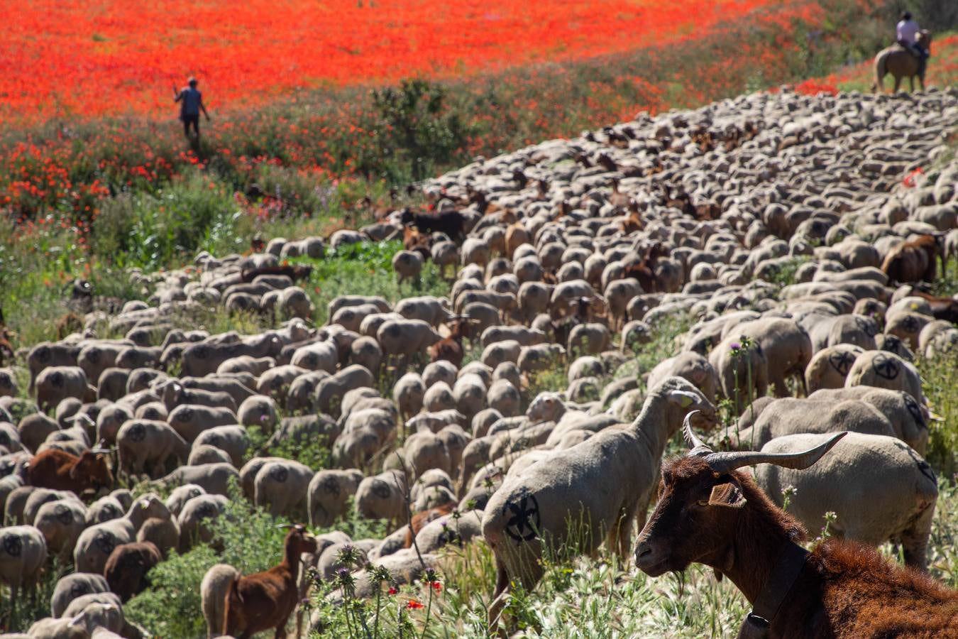 Un rebaño de 1500 ovejas que realiza la trashumancia por la Cañada Occidental y Oriental Leonesa, en su camino hacia Picos de Europa, ha pasado por la localidad vallisoletana de Rueda