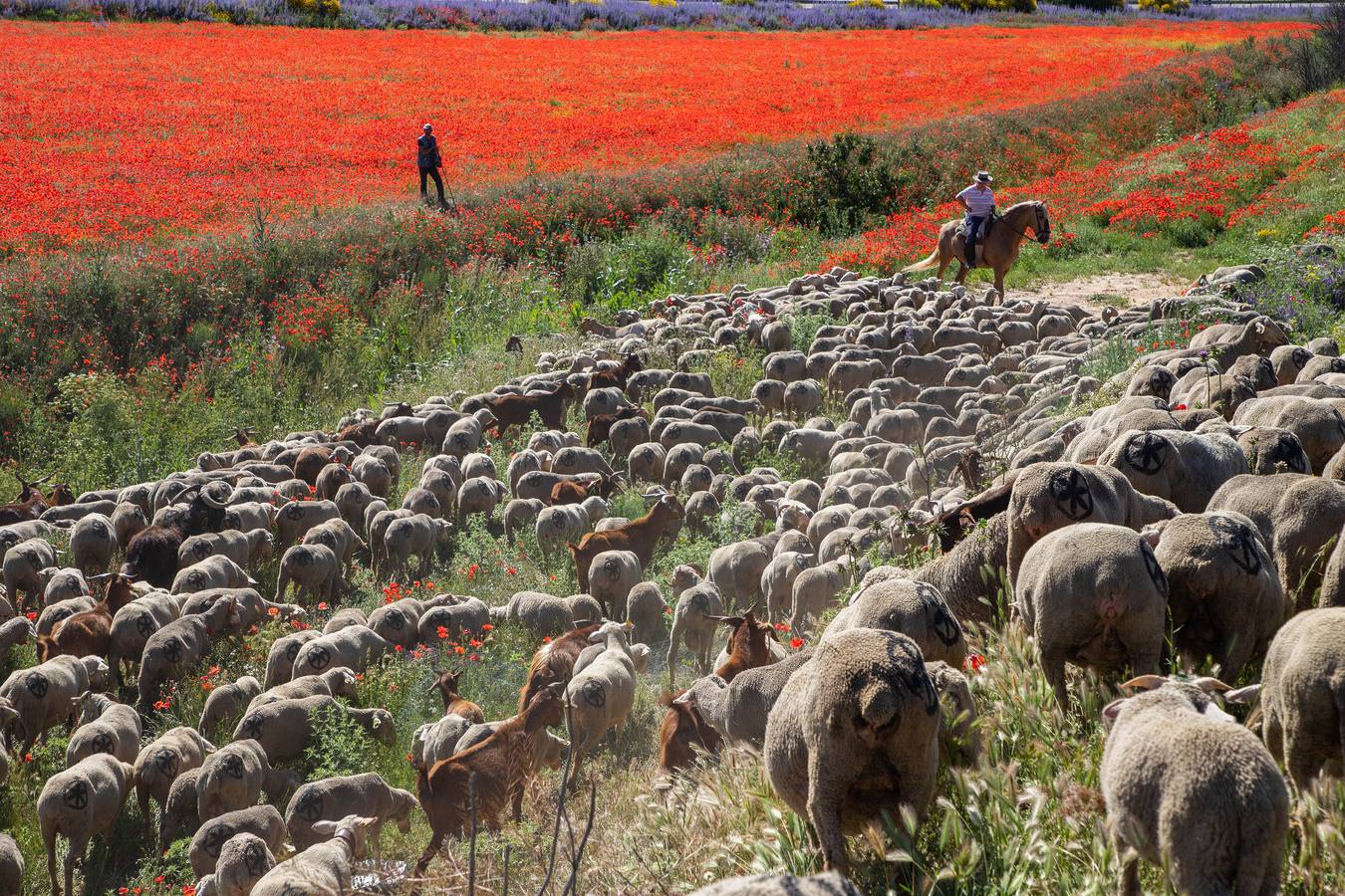 Un rebaño de 1500 ovejas que realiza la trashumancia por la Cañada Occidental y Oriental Leonesa, en su camino hacia Picos de Europa, ha pasado por la localidad vallisoletana de Rueda