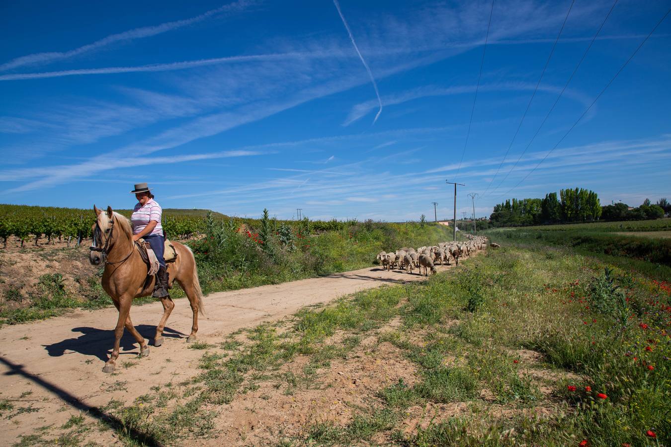 Un rebaño de 1500 ovejas que realiza la trashumancia por la Cañada Occidental y Oriental Leonesa, en su camino hacia Picos de Europa, ha pasado por la localidad vallisoletana de Rueda