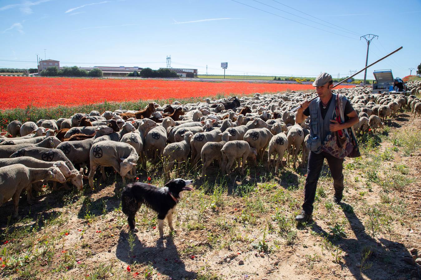 Un rebaño de 1500 ovejas que realiza la trashumancia por la Cañada Occidental y Oriental Leonesa, en su camino hacia Picos de Europa, ha pasado por la localidad vallisoletana de Rueda
