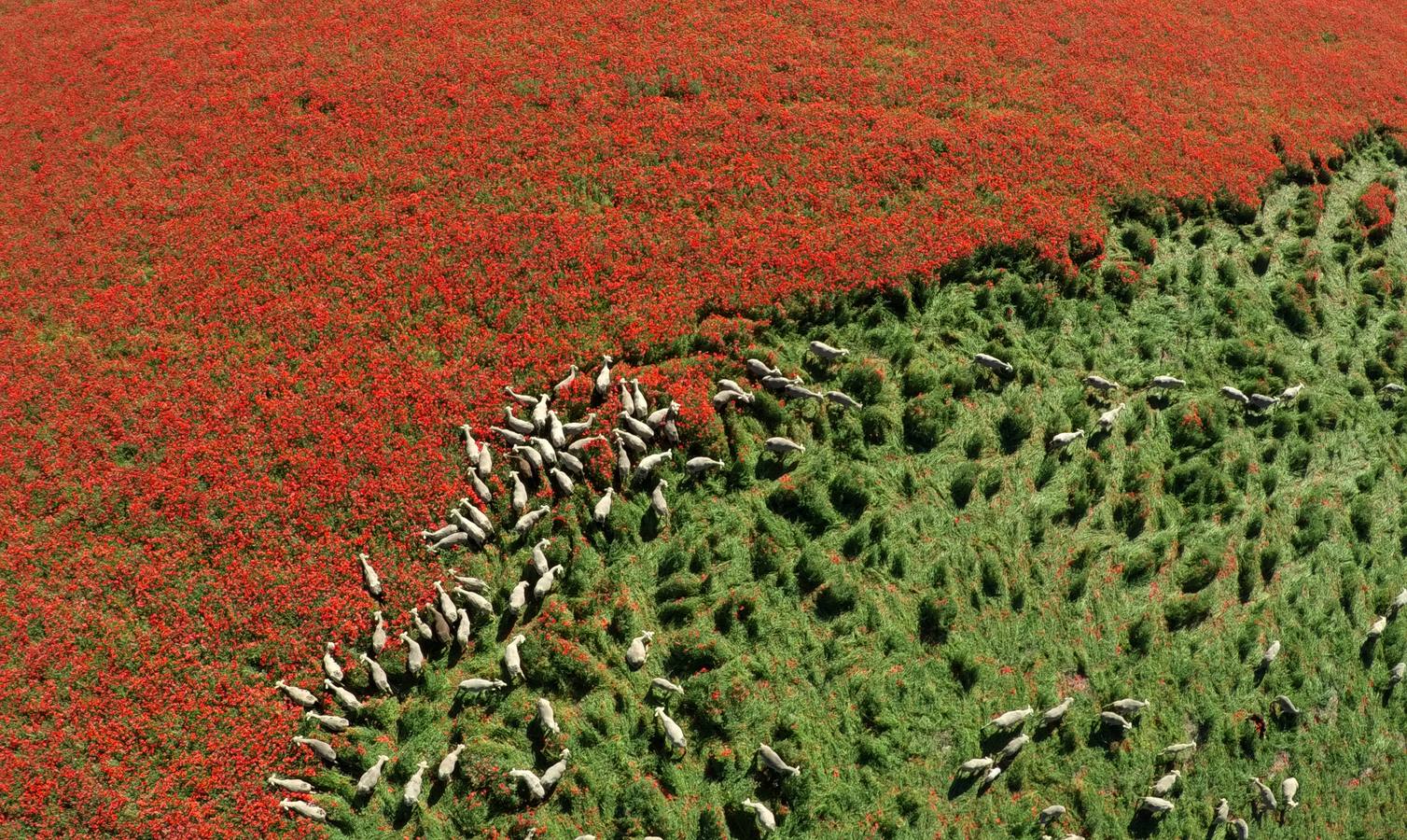 Un rebaño de 1500 ovejas que realiza la trashumancia por la Cañada Occidental y Oriental Leonesa, en su camino hacia Picos de Europa, ha pasado por la localidad vallisoletana de Rueda