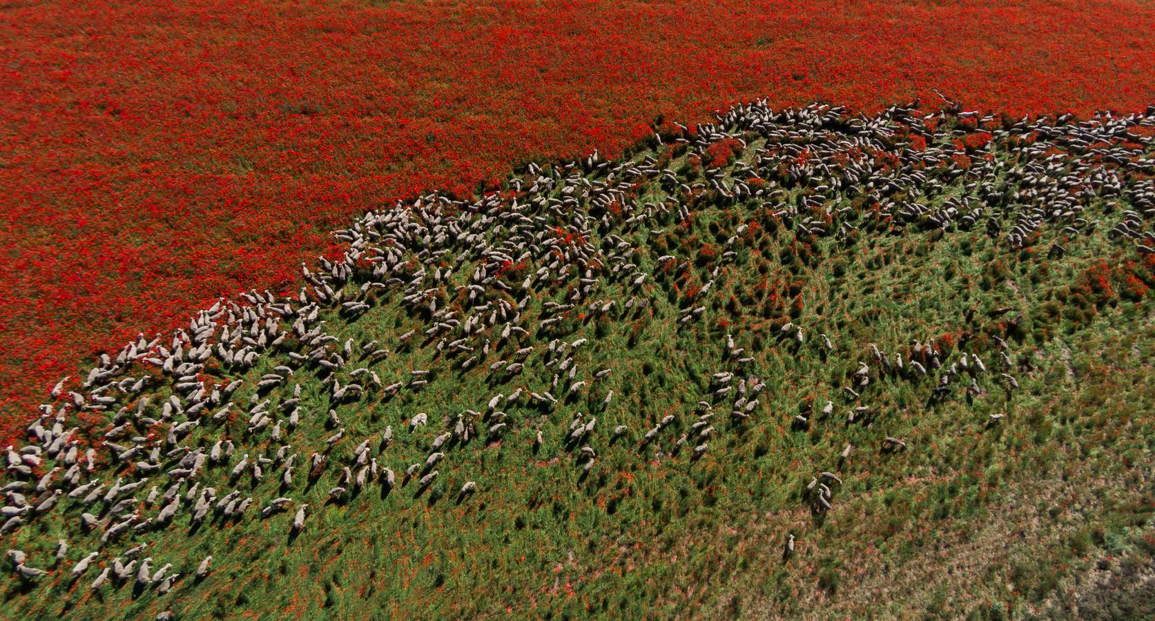 Un rebaño de 1500 ovejas que realiza la trashumancia por la Cañada Occidental y Oriental Leonesa, en su camino hacia Picos de Europa, ha pasado por la localidad vallisoletana de Rueda