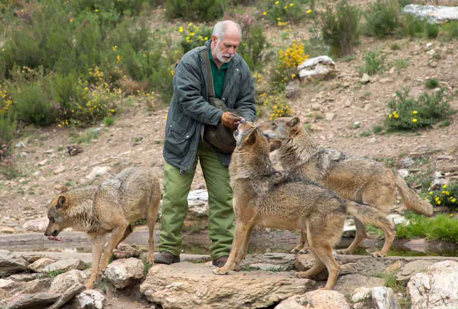 Fotos: Más de 80.000 personas visitan el Centro del Lobo desde su apertura en 2015