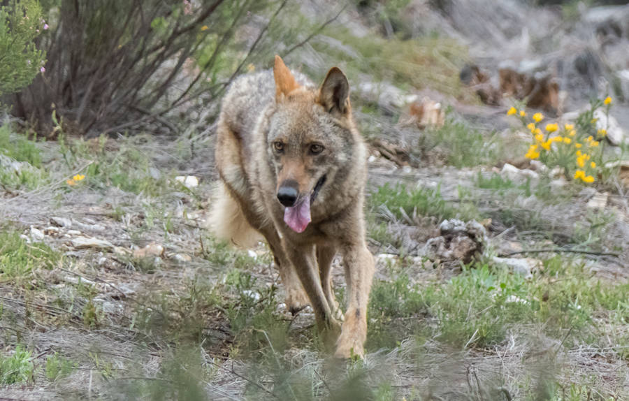 Fotos: Más de 80.000 personas visitan el Centro del Lobo desde su apertura en 2015